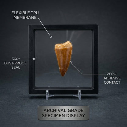 Mosasaurus Tooth