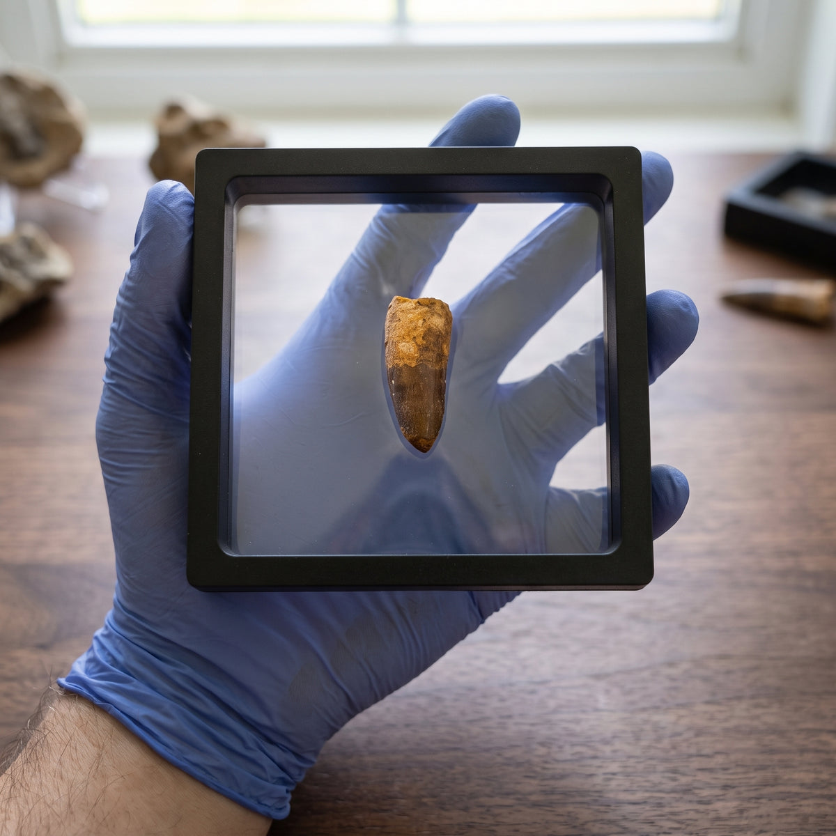 Spinosaurus Tooth