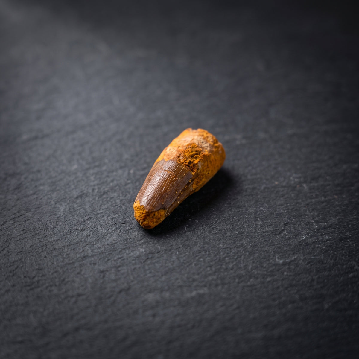 Spinosaurus Tooth