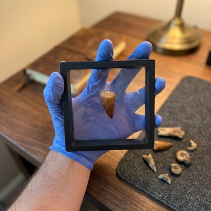Mosasaurus Tooth