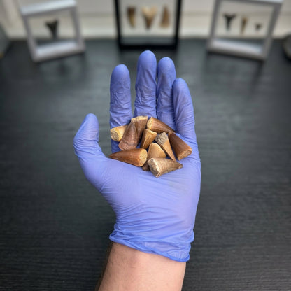 Mosasaurus Tooth