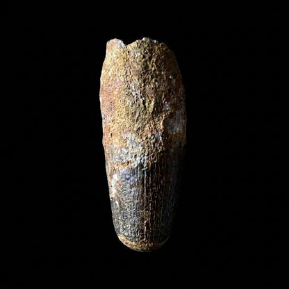 Spinosaurus Tooth