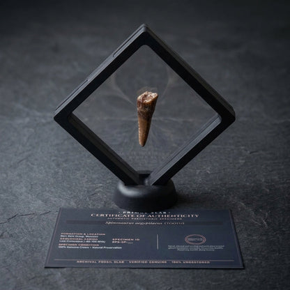 Spinosaurus Tooth